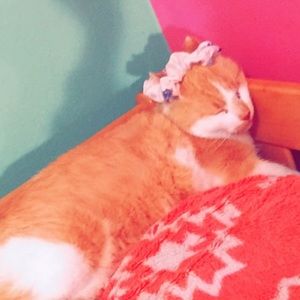 Meet your Posher, Dakota